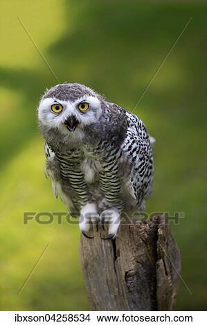 Schneeeule (Bubo scandiacus), adult, auf Warte rufend, Kasselburg, Eifel, Deutschland, Europa View Large Photo Image Picture - Schneeeule (Bubo scandiacus), adult, auf Warte rufend, Kasselburg, Eifel, Deutschland, Europa. Fotosearch