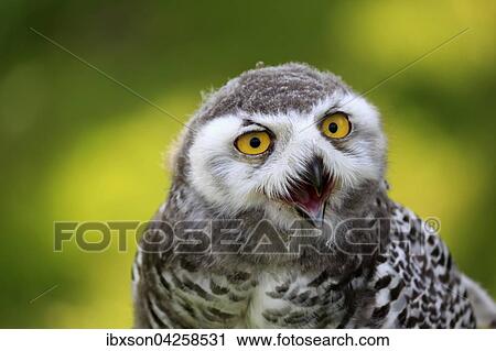 Schneeeule (Bubo scandiacus), adult, Portrait, rufend, Kasselburg, Eifel, Deutschland, Europa View Large Photo Image Stock Image - Schneeeule (Bubo scandiacus), adult, Portrait, rufend, Kasselburg, Eifel, Deutschland, Europa. Fotosearch