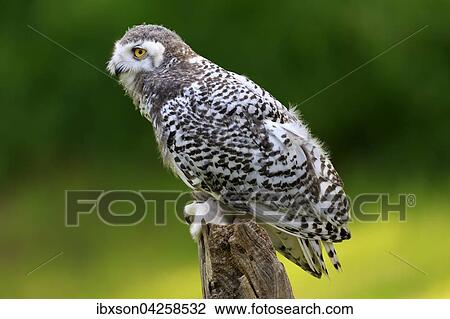 Schneeeule (Bubo scandiacus), adult, auf Warte, Kasselburg, Eifel, Deutschland, Europa View Large Photo Image Stock Image - Schneeeule (Bubo scandiacus), adult, auf Warte, Kasselburg, Eifel, Deutschland, Europa. Fotosearch