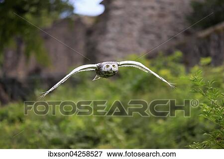 Stock Photo - Schneeeule (Bubo scandiacus), adult fliegend, Kasselburg, Eifel, Deutschland, Europa. Fotosearch