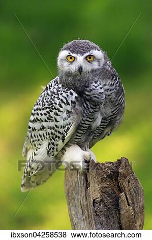 Schneeeule (Bubo scandiacus), adult, auf Warte wachsam, Kasselburg, Eifel, Deutschland, Europa View Large Photo Image Stock Photo - Schneeeule (Bubo scandiacus), adult, auf Warte wachsam, Kasselburg, Eifel, Deutschland, Europa. Fotosearch