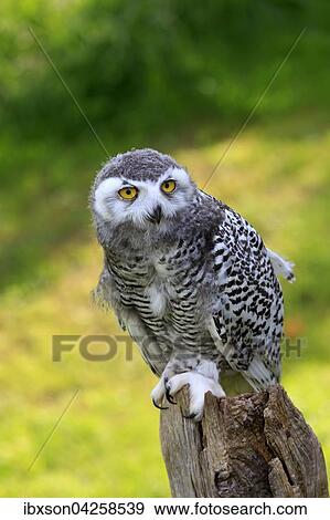 Schneeeule (Bubo scandiacus), adult, auf Warte wachsam, Kasselburg, Eifel, Deutschland, Europa View Large Photo Image Stock Photo - Schneeeule (Bubo scandiacus), adult, auf Warte wachsam, Kasselburg, Eifel, Deutschland, Europa. Fotosearch