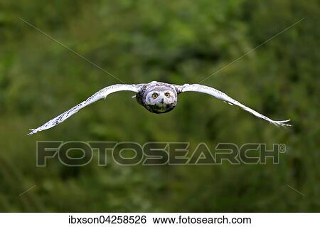 Schneeeule (Bubo scandiacus), adult fliegend, Kasselburg, Eifel, Deutschland, Europa View Large Photo Image Stock Photograph - Schneeeule (Bubo scandiacus), adult fliegend, Kasselburg, Eifel, Deutschland, Europa. Fotosearch