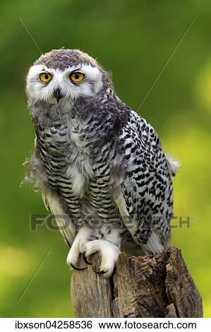 Schneeeule (Bubo scandiacus), adult, auf Warte wachsam, Kasselburg, Eifel, Deutschland, Europa View Large Photo Image Stock Photograph - Schneeeule (Bubo scandiacus), adult, auf Warte wachsam, Kasselburg, Eifel, Deutschland, Europa. Fotosearch
