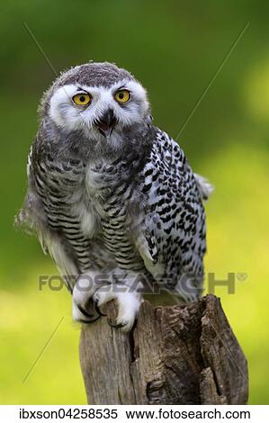 Schneeeule (Bubo scandiacus), adult, auf Warte rufend, Kasselburg, Eifel, Deutschland, Europa View Large Photo Image Stock Photography - Schneeeule (Bubo scandiacus), adult, auf Warte rufend, Kasselburg, Eifel, Deutschland, Europa. Fotosearch