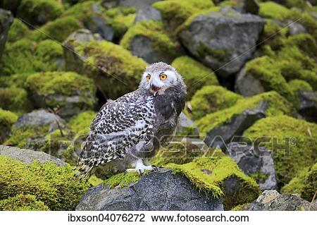 Schneeeule (Nyctea scandiaca), Jungvogel, rufend, captive, Rheinland-Pfalz, Deutschland, Europa View Large Photo Image Stock Image - Schneeeule (Nyctea scandiaca), Jungvogel, rufend, captive, Rheinland-Pfalz, Deutschland, Europa. Fotosearch