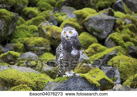 Stock Image - Schneeeule (Nyctea scandiaca), Jungvogel, captive, Rheinland-Pfalz, Deutschland, Europa. Fotosearch