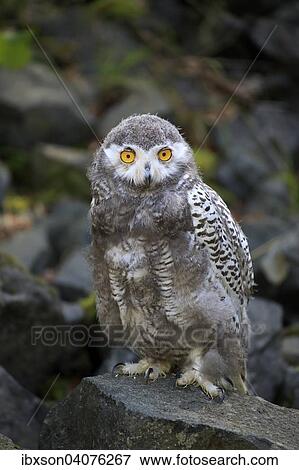 Schneeeule (Nyctea scandiaca), Jungvogel, captive, Rheinland-Pfalz, Deutschland, Europa View Large Photo Image Stock Photo - Schneeeule (Nyctea scandiaca), Jungvogel, captive, Rheinland-Pfalz, Deutschland, Europa. Fotosearch