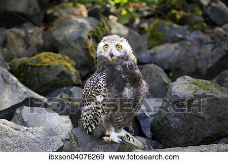 Schneeeule (Nyctea scandiaca), Jungvogel, captive, Rheinland-Pfalz, Deutschland, Europa View Large Photo Image Stock Photo - Schneeeule (Nyctea scandiaca), Jungvogel, captive, Rheinland-Pfalz, Deutschland, Europa. Fotosearch