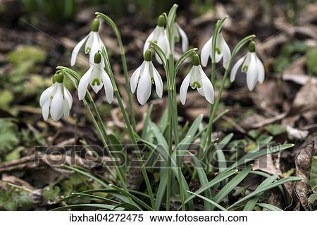 Schneeglockchen (Galanthus) zwischen Laub, Baden-Wurttemberg, Deutschland, Europa View Large Photo Image Stock Photography - Schneeglockchen (Galanthus) zwischen Laub, Baden-Wurttemberg, Deutschland, Europa. Fotosearch