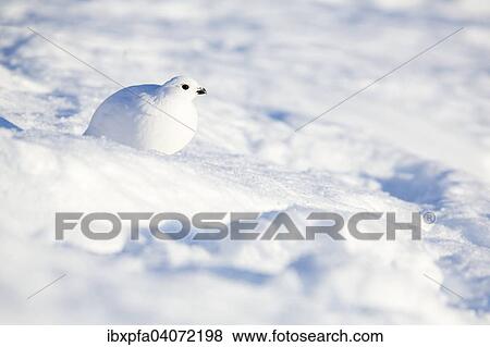 Schneehuhn (Lagopus lagopus) im Morgenlicht, Dovrefjell-Sunndalsfjella Nationalpark, Norwegen, Europa View Large Photo Image Stock Photo - Schneehuhn (Lagopus lagopus) im Morgenlicht, Dovrefjell-Sunndalsfjella Nationalpark, Norwegen, Europa. Fotosearch