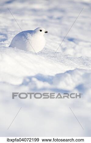 Schneehuhn (Lagopus lagopus) in der Morgensonne, Dovrefjell-Sunndalsfjella Nationalpark, Norwegen, Europa View Large Photo Image Stock Photo - Schneehuhn (Lagopus lagopus) in der Morgensonne, Dovrefjell-Sunndalsfjella Nationalpark, Norwegen, Europa. Fotosearch