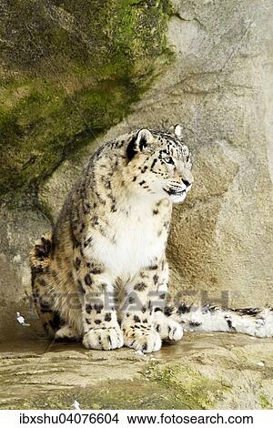 Picture - Schneeleopard oder Irbis (Panthera uncia) schaut aufmerksam, captive, Schweiz, Europa. Fotosearch
