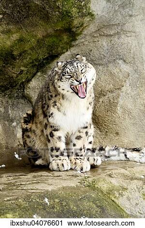 Schneeleopard oder Irbis (Panthera uncia) gahnt, captive, Schweiz, Europa View Large Photo Image Stock Image - Schneeleopard oder Irbis (Panthera uncia) gahnt, captive, Schweiz, Europa. Fotosearch