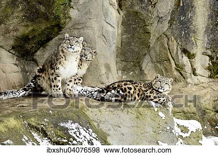 Schneeleopard oder Irbis (Panthera uncia), Muttertier mit zwei Jungen, captive, Schweiz, Europa View Large Photo Image Stock Photo - Schneeleopard oder Irbis (Panthera uncia), Muttertier mit zwei Jungen, captive, Schweiz, Europa. Fotosearch