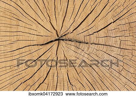 Schnittflache vom Stamm einer Eiche (Quercus sp. ) mit Jahresringen, Baden-Wurttemberg, Deutschland, Europa View Large Photo Image Stock Image - Schnittflache vom Stamm einer Eiche (Quercus sp. ) mit Jahresringen, Baden-Wurttemberg, Deutschland, Europa. Fotosearch