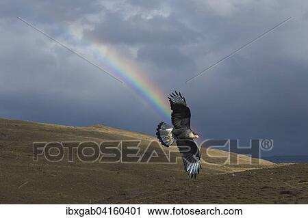 Schopfkarakara (Caracara plancus) fliegt vor Regenbogen, Nationalpark Torres del Paine, Patagonien, Chile, Sudamerika View Large Photo Image Stock Image - Schopfkarakara (Caracara plancus) fliegt vor Regenbogen, Nationalpark Torres del Paine, Patagonien, Chile, Sudamerika. Fotosearch