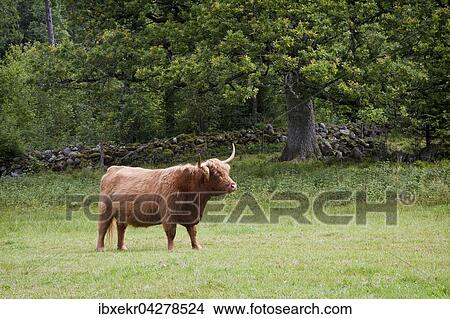 Schottisches Hochlandrind (Bos primigenius taurus) auf Weide, Dalarna, Schweden, Europa View Large Photo Image Picture - Schottisches Hochlandrind (Bos primigenius taurus) auf Weide, Dalarna, Schweden, Europa. Fotosearch