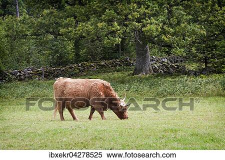 Schottisches Hochlandrind (Bos primigenius taurus) auf Weide, Dalarna, Schweden, Europa View Large Photo Image Stock Photography - Schottisches Hochlandrind (Bos primigenius taurus) auf Weide, Dalarna, Schweden, Europa. Fotosearch