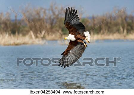 Schreiseeadler (Haliaeetus vocifer) im Flug, Lake Baringo, Kenia, Afrika View Large Photo Image Picture - Schreiseeadler (Haliaeetus vocifer) im Flug, Lake Baringo, Kenia, Afrika. Fotosearch