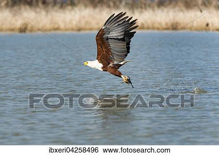 Schreiseeadler (Haliaeetus vocifer) mit Beute, Lake Baringo, Kenia, Afrika View Large Photo Image Stock Photograph - Schreiseeadler (Haliaeetus vocifer) mit Beute, Lake Baringo, Kenia, Afrika. Fotosearch