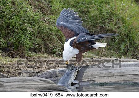 Schreiseeadler (Haliaeetus vocifer), frisst an einem Wels, Masai Mara Nationalreservat, Kenia, Afrika View Large Photo Image Picture - Schreiseeadler (Haliaeetus vocifer), frisst an einem Wels, Masai Mara Nationalreservat, Kenia, Afrika. Fotosearch