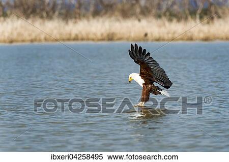 Stock Photography - Schreiseeadler (Haliaeetus vocifer) beim Greifen der Beute im Wasser, Lake Baringo, Kenia, Afrika. Fotosearch