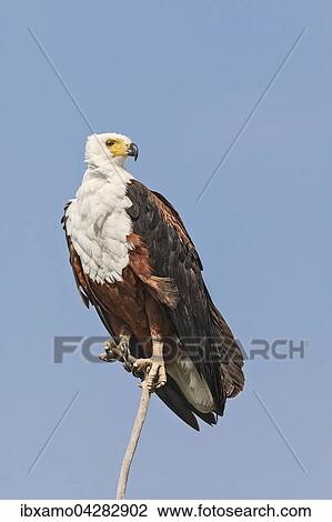 Schreiseeadler (Haliaeetus Vocoder) sitzt auf Ast, Okavango Delta, Botswana, Afrika View Large Photo Image Stock Image - Schreiseeadler (Haliaeetus Vocoder) sitzt auf Ast, Okavango Delta, Botswana, Afrika. Fotosearch