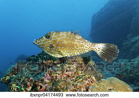 Schriftfeilenfisch (Aluterus scriptus) uber Korallenriff, Cocos Island, Kokosinsel, Costa Rica, Nordamerika View Large Photo Image Stock Image - Schriftfeilenfisch (Aluterus scriptus) uber Korallenriff, Cocos Island, Kokosinsel, Costa Rica, Nordamerika. Fotosearch