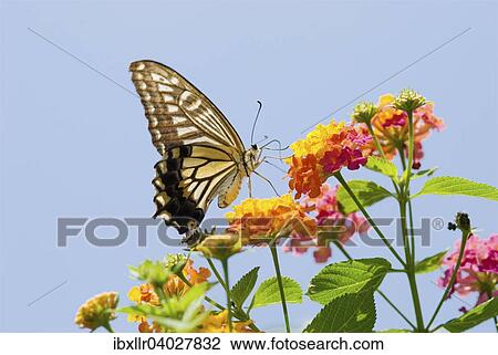 Schwalbenschwanz (Papilio Machaon) auf Wandelroschen View Large Photo Image Stock Image - Schwalbenschwanz (Papilio Machaon) auf Wandelroschen. Fotosearch