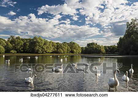 Schwane (Cygnus sp. ), Delta de la Sauer, Naturschutzgebiet zwischen Munchhausen und Seltz, Elsass, Bas-Rhin, Frankreich, Europa View Large Photo Image Stock Image - Schwane (Cygnus sp. ), Delta de la Sauer, Naturschutzgebiet zwischen Munchhausen und Seltz, Elsass, Bas-Rhin, Frankreich, Europa. Fotosearch