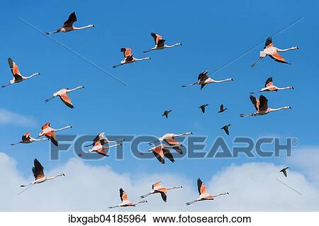 Schwarm fliegender Chileflamingos (Phoenicopterus chilensis), Nationalpark Torres del Paine, Patagonien, Chile, Sudamerika View Large Photo Image Picture - Schwarm fliegender Chileflamingos (Phoenicopterus chilensis), Nationalpark Torres del Paine, Patagonien, Chile, Sudamerika. Fotosearch