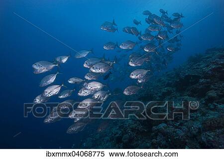 Stock Photography - Schwarm Grossaugen-Stachelmakrelen (Caranx sexfasciatus), Palau, Ozeanien. Fotosearch