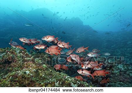 Schwarm Grossschuppen Soldatenfische (Myripristis berndti) uber Korallenriff, Cocos Island, Kokosinsel, Costa Rica, Nordamerika View Large Photo Image Picture - Schwarm Grossschuppen Soldatenfische (Myripristis berndti) uber Korallenriff, Cocos Island, Kokosinsel, Costa Rica, Nordamerika. Fotosearch