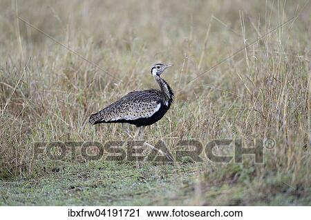 Schwarzbauchtrappe (Lissotis melanogaster), Mannchen, schreitend, gehend, Masai Mara Nationalreservat, Kenia, Afrika View Large Photo Image Stock Image - Schwarzbauchtrappe (Lissotis melanogaster), Mannchen, schreitend, gehend, Masai Mara Nationalreservat, Kenia, Afrika. Fotosearch