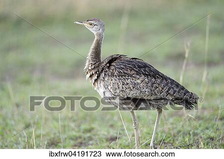 Schwarzbauchtrappe (Lissotis melanogaster), Weibchen, Masai Mara Nationalreservat, Kenia, Afrika View Large Photo Image Stock Image - Schwarzbauchtrappe (Lissotis melanogaster), Weibchen, Masai Mara Nationalreservat, Kenia, Afrika. Fotosearch