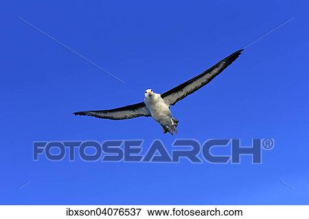 Stock Photo - Schwarzbrauenalbatros (Thalassarche melanophrys), adult, fliegend, Kap der Guten Hoffnung, Sudafrika. Fotosearch