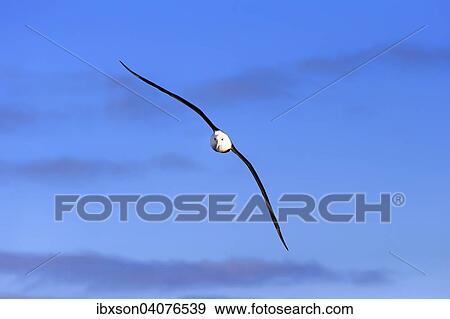 Schwarzbrauenalbatros (Thalassarche melanophrys), adult, fliegend, Kap der Guten Hoffnung, Sudafrika View Large Photo Image Stock Photo - Schwarzbrauenalbatros (Thalassarche melanophrys), adult, fliegend, Kap der Guten Hoffnung, Sudafrika. Fotosearch