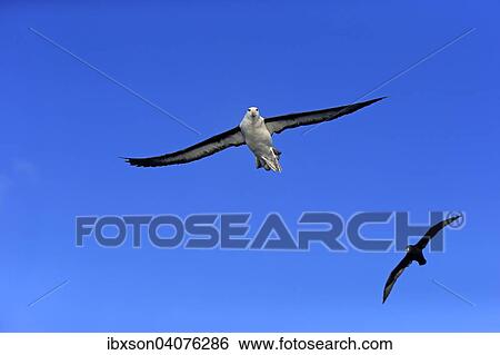 Stock Photograph - Schwarzbrauenalbatros (Thalassarche melanophrys), adult, fliegend, Kap der Guten Hoffnung, Sudafrika. Fotosearch