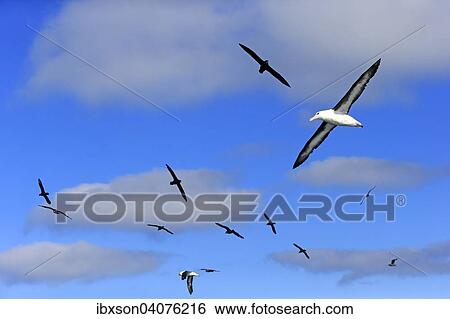 Schwarzbrauenalbatrosse (Thalassarche melanophrys) und Weisskinn-Sturmvogel (Procellaria aequinoctialis), adult, fliegend, Kap der Guten Hoffnung, Sudafrika View Large Photo Image Stock Photograph - Schwarzbrauenalbatrosse (Thalassarche melanophrys) und Weisskinn-Sturmvogel (Procellaria aequinoctialis), adult, fliegend, Kap der Guten Hoffnung, Sudafrika. Fotosearch