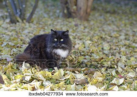 Schwarze Katze im Herbstlaub, Oberbayern, Bayern, Deutschland, Europa View Large Photo Image Picture - Schwarze Katze im Herbstlaub, Oberbayern, Bayern, Deutschland, Europa. Fotosearch