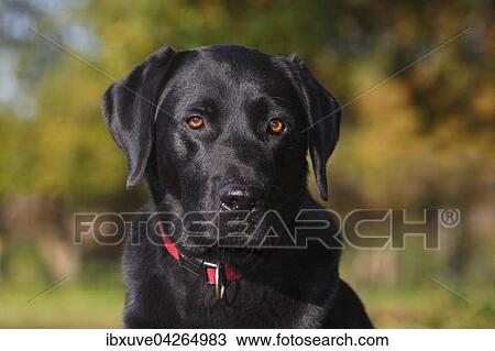Schwarzer Labrador Retriever (Canis lupus familiaris) Rude, Portrat, Deutschland, Europa View Large Photo Image Stock Image - Schwarzer Labrador Retriever (Canis lupus familiaris) Rude, Portrat, Deutschland, Europa. Fotosearch