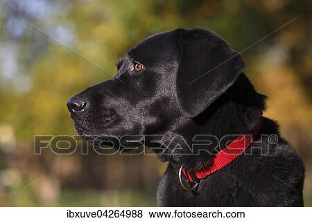 Schwarzer Labrador Retriever (Canis lupus familiaris) Rude, Portrat, Deutschland, Europa View Large Photo Image Stock Photo - Schwarzer Labrador Retriever (Canis lupus familiaris) Rude, Portrat, Deutschland, Europa. Fotosearch