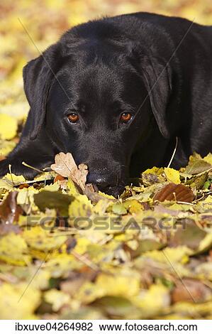 Schwarzer Labrador Retriever im Herbstlaub (Canis lupus familiaris) Rude, Portrat, Deutschland, Europa View Large Photo Image Stock Image - Schwarzer Labrador Retriever im Herbstlaub (Canis lupus familiaris) Rude, Portrat, Deutschland, Europa. Fotosearch