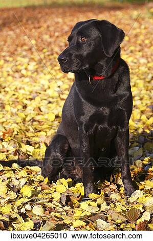 Schwarzer Labrador Retriever im Herbstlaub (Canis lupus familiaris) Rude, Deutschland, Europa View Large Photo Image Stock Image - Schwarzer Labrador Retriever im Herbstlaub (Canis lupus familiaris) Rude, Deutschland, Europa. Fotosearch