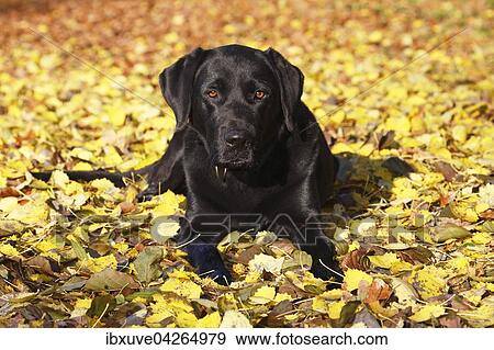 Stock Photo - Schwarzer Labrador Retriever im Herbstlaub (Canis lupus familiaris) Rude, Deutschland, Europa. Fotosearch