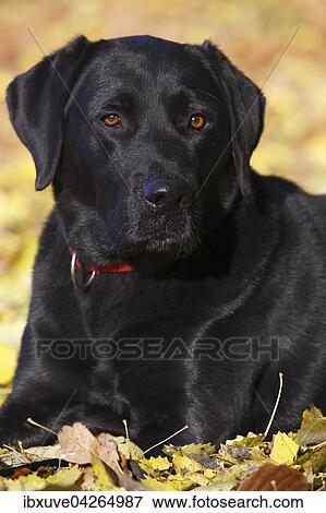 Schwarzer Labrador Retriever im Herbstlaub (Canis lupus familiaris) Rude, Portrat, Deutschland, Europa View Large Photo Image Stock Photo - Schwarzer Labrador Retriever im Herbstlaub (Canis lupus familiaris) Rude, Portrat, Deutschland, Europa. Fotosearch