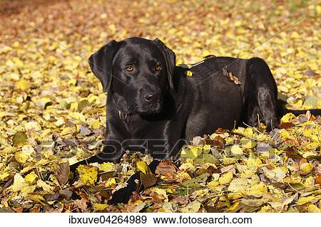 Schwarzer Labrador Retriever im Herbstlaub (Canis lupus familiaris) Rude, Deutschland, Europa View Large Photo Image Stock Photo - Schwarzer Labrador Retriever im Herbstlaub (Canis lupus familiaris) Rude, Deutschland, Europa. Fotosearch