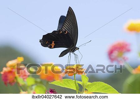Schwarzer Schwalbenschwanz (Papilio polyxenes) auf Wandelroschen (Lantana camara) View Large Photo Image Stock Image - Schwarzer Schwalbenschwanz (Papilio polyxenes) auf Wandelroschen (Lantana camara). Fotosearch