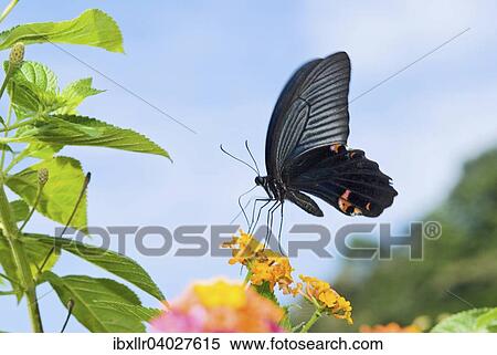 Schwarzer Schwalbenschwanz (Papilio polyxenes) auf Wandelroschen (Lantana camara) View Large Photo Image Stock Photography - Schwarzer Schwalbenschwanz (Papilio polyxenes) auf Wandelroschen (Lantana camara). Fotosearch
